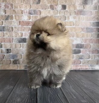 Pomeranian mini - 2