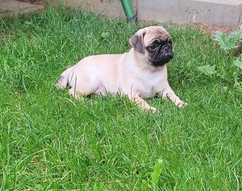 Mops - 2