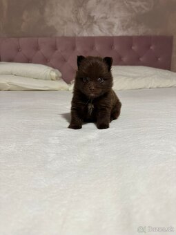Pomeranian s PP, nemecký špic s pp - 2
