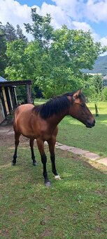 Predám 14 mesačného zrebca - 2