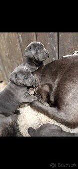 Cane Corso - 2