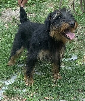 Jagdterrier - 2
