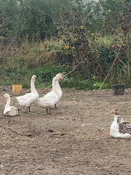 Dobrý deň, predám štyroch gunárov husi Linda - 2