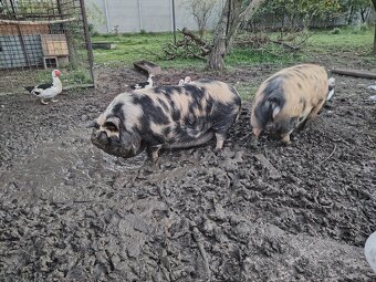 Ponúkame na predaj prasiatka kune kune na chov - 2