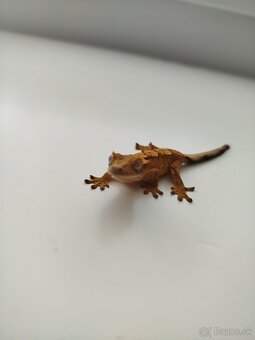 Pagekon riasnatý - 2