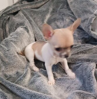 Civava kratkosrsta mini - 2