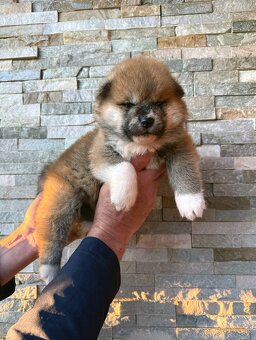 Akita Inu s PP - rodokmen FCI a AKIHO - 2