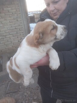 Stredoázijský ovčiak – šteniatka - 2