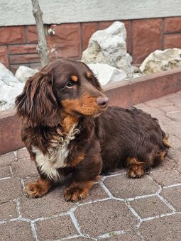 Jazvečík choco tan dlhovlasý psik - 2