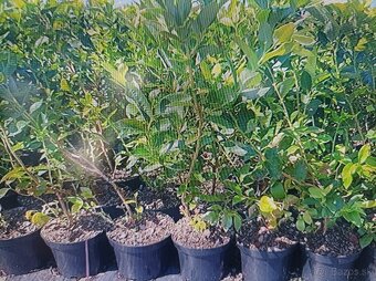 ČUČORIEDKY SADENICE + PINK LEMONADE ČERVENÁ 9 EUR - 2