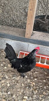 Liliputky - kohut - 2