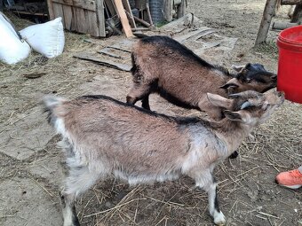 Predam capka akozicku - 2