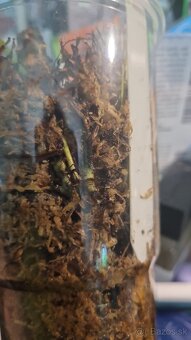 Microsorum thailandicum - 2