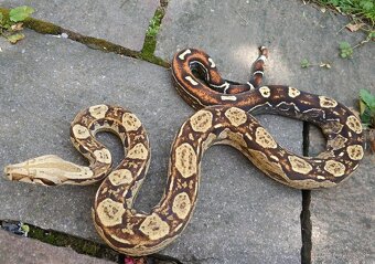 Boa imperator - Keltic Paradigm - 2