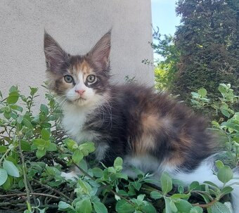 Mainska myvalia, Mainne coon,Mco - 2
