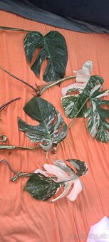 Monstera albo - 2