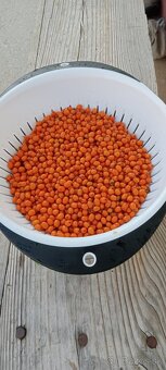 Rakytník - 2