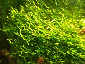 Riccia fluitans - 2