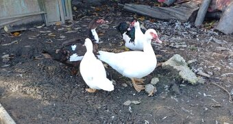 Predám Čínske Kačice - 2