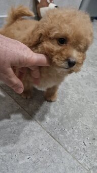 Toy pudlik - 2
