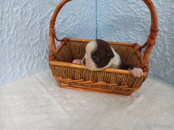 Boston ,Bostonský terrier - 2