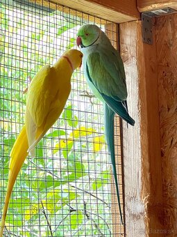 predam chovneho samca alexandra maleho tyrkys - 2