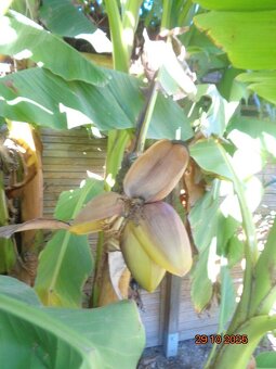 Banánovník-mrazuvzdorný - 2