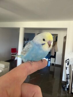 Andulka Maznačik - 2