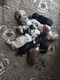 Australský ovčák s PP - 2