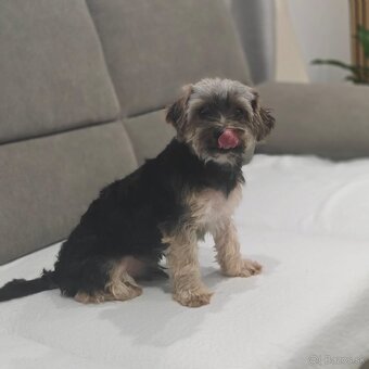 Yorkshire Biewer Terrier - 2