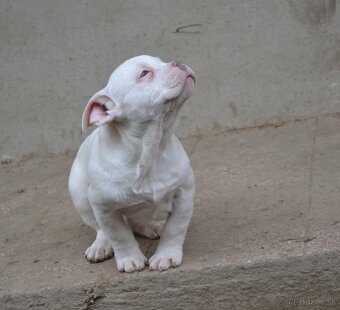 American bully pocket/ standatd - 2