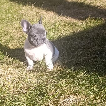 Francuzsky buldoček - 2