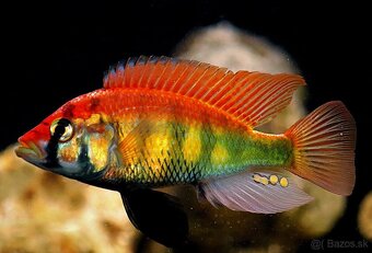 HAPLOCHROMIS SP. RAINBOW - 2