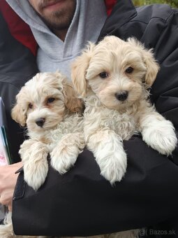 Maltipoo - 2