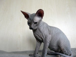 Kúpim mačiatko Don Sphynx - 2