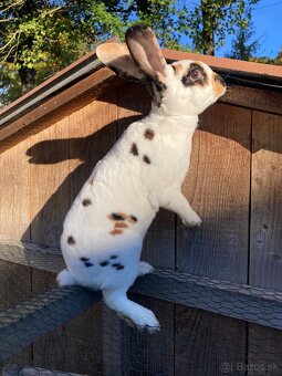 Rex-dalmatínsky - 2