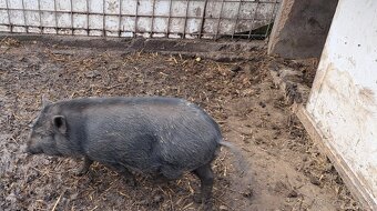 Vietnamske prasiatka - 2