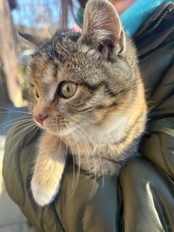 Maciatka darujem - 2