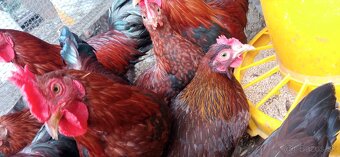 Zdrobnená velsumka - 2