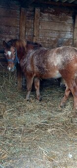 Jazdezkeho kobylu - 2