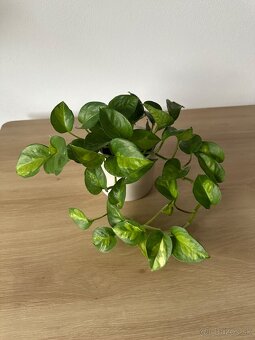 Izbová rastlina - 2