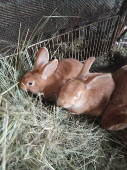 Predám burgundske králiky - 2