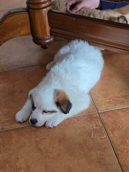 Krásne Šteniatko - 2