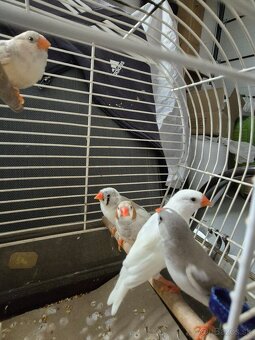 Zebricka australska - 2