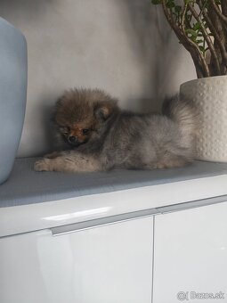 Pomeranian - 2