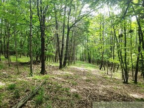 Lesné pozemky v obci Hrušov - 2
