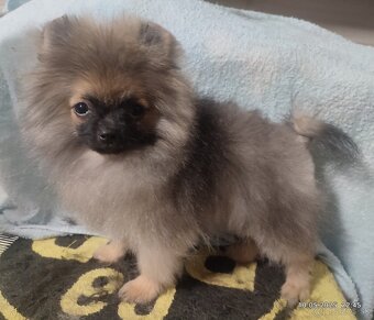 Pomeranian s PP - 2