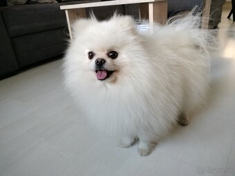 Pomeranian krytie - 2