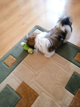 Shi-tzu - 2