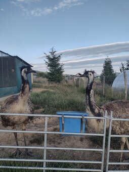 Emu hnedý - mláďatá - 2